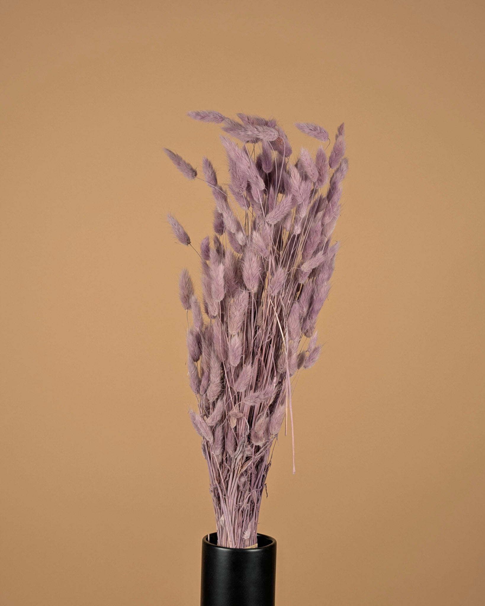 Gedroogde Lagurus ovatus – milka