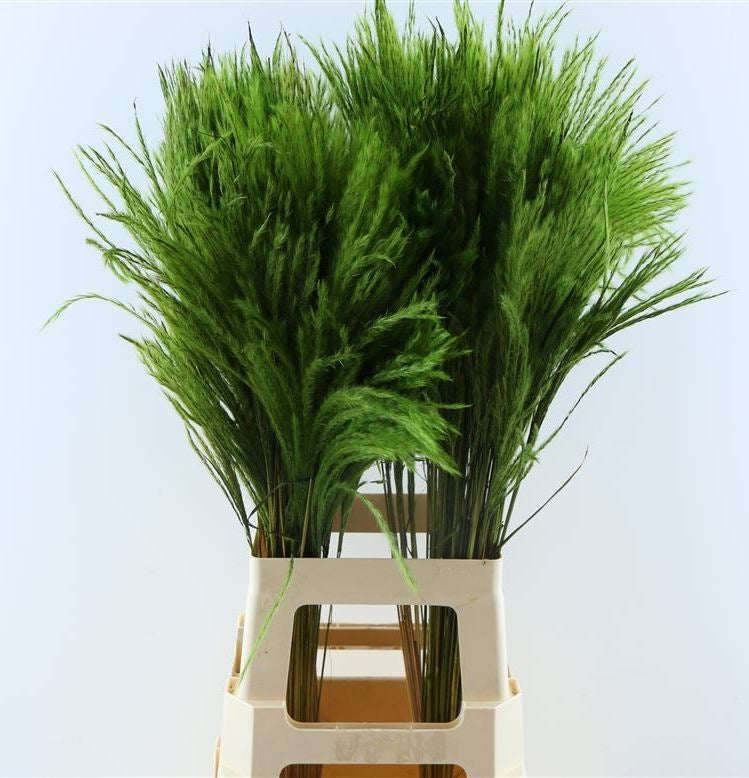 Fluffy Reed Gras Pluimen Apple Green