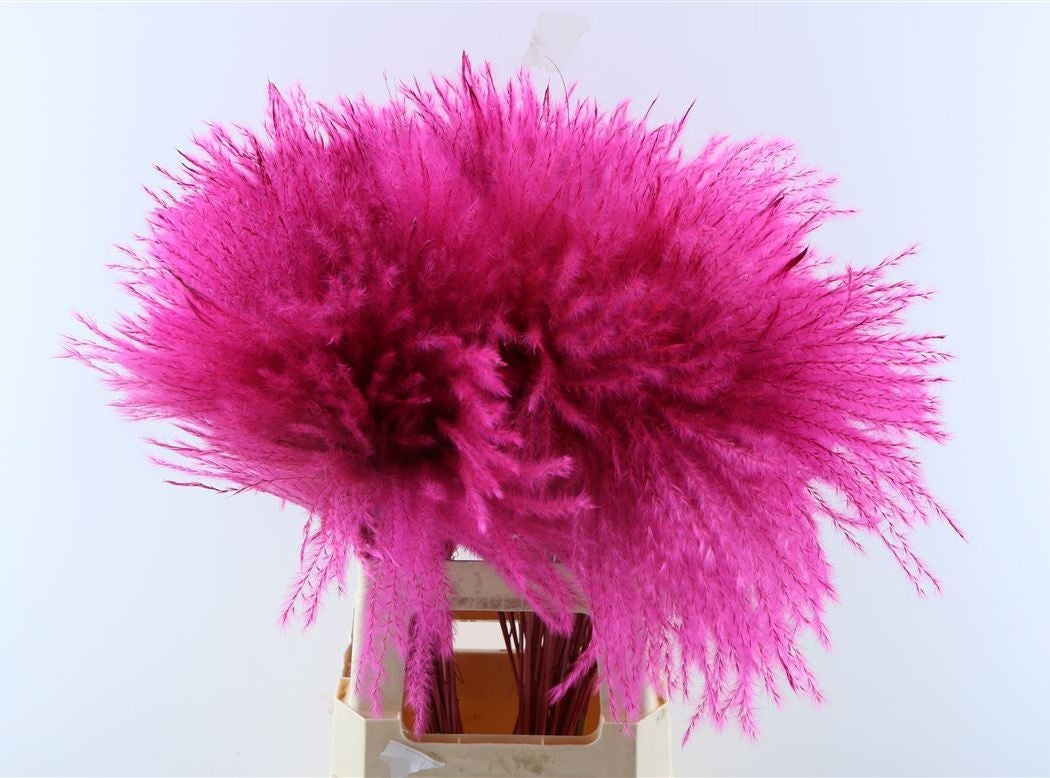 Fluffy Reed Gras Pluimen Cerise