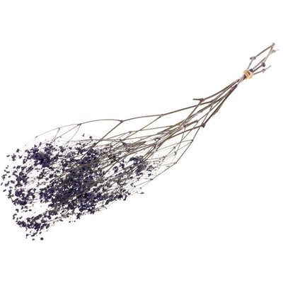 Gipskruid (Gypsophilia) – blauw