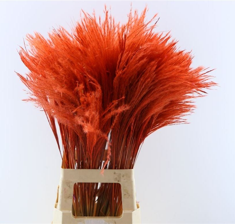 Gedroogde stipa feather pluimen – rood
