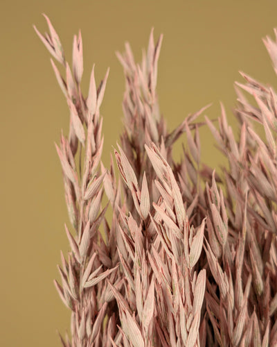 Dried oats (Avena) Misty Pink colored
