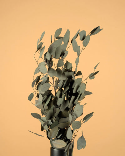 Erhaltte Eukalyptuspopulus Grün