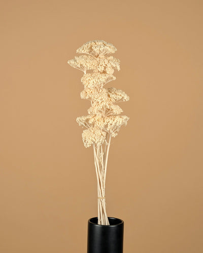 Getrocknete Achillea Parker bleichte gebleicht