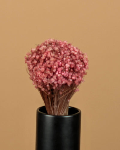 Getrocknete Marcela -rosa Blumen