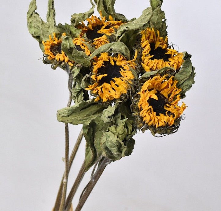 Tournesols séchés