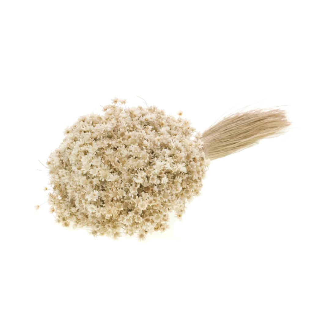 Marcela weiße natürliche getrocknete Blumen