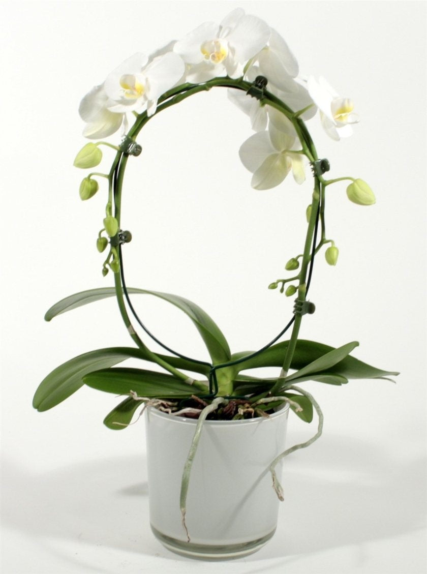 Phalaenopsis Orchid White Bogen im Claudia Glass Spot