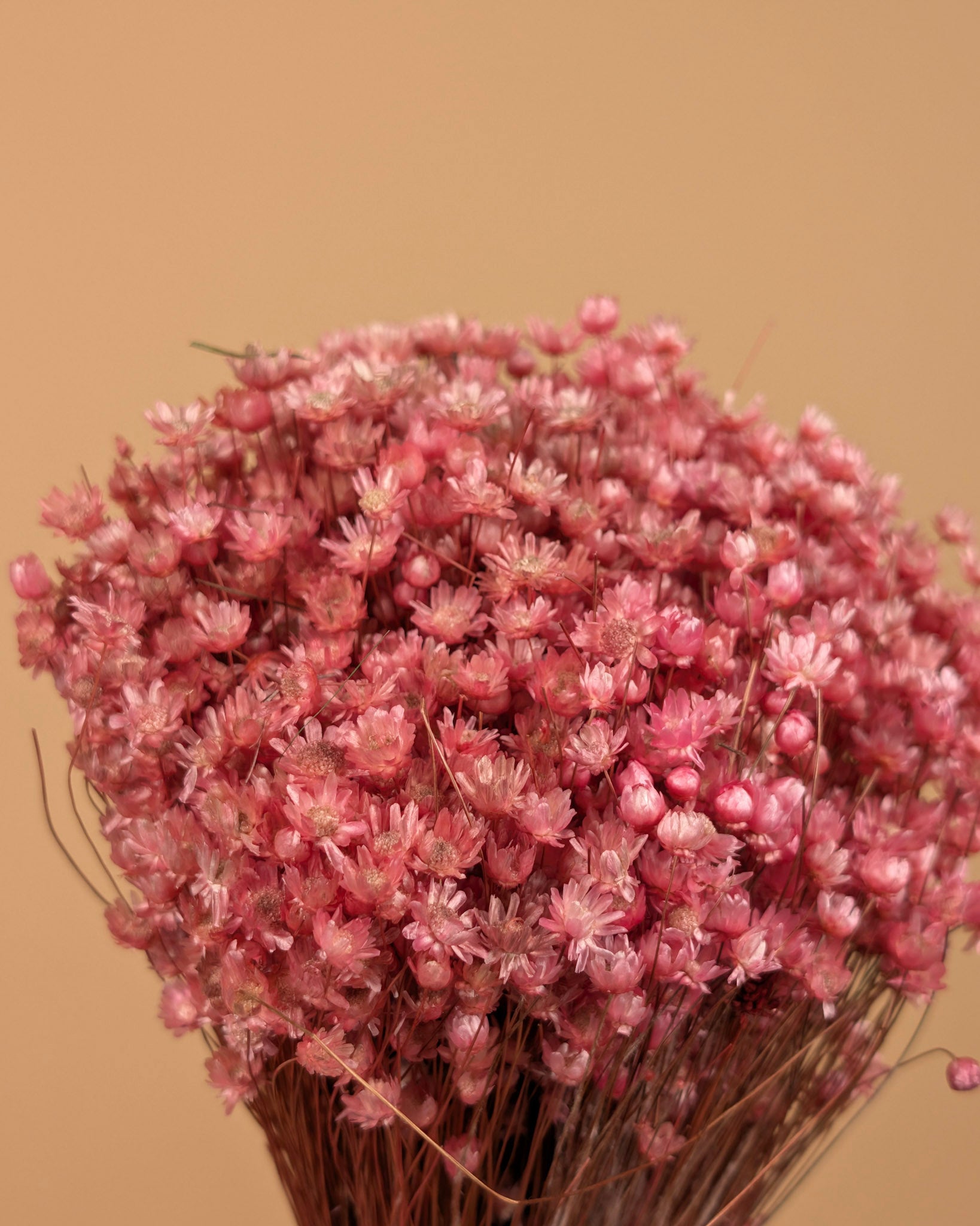 Dried Marcela Pink Flowers