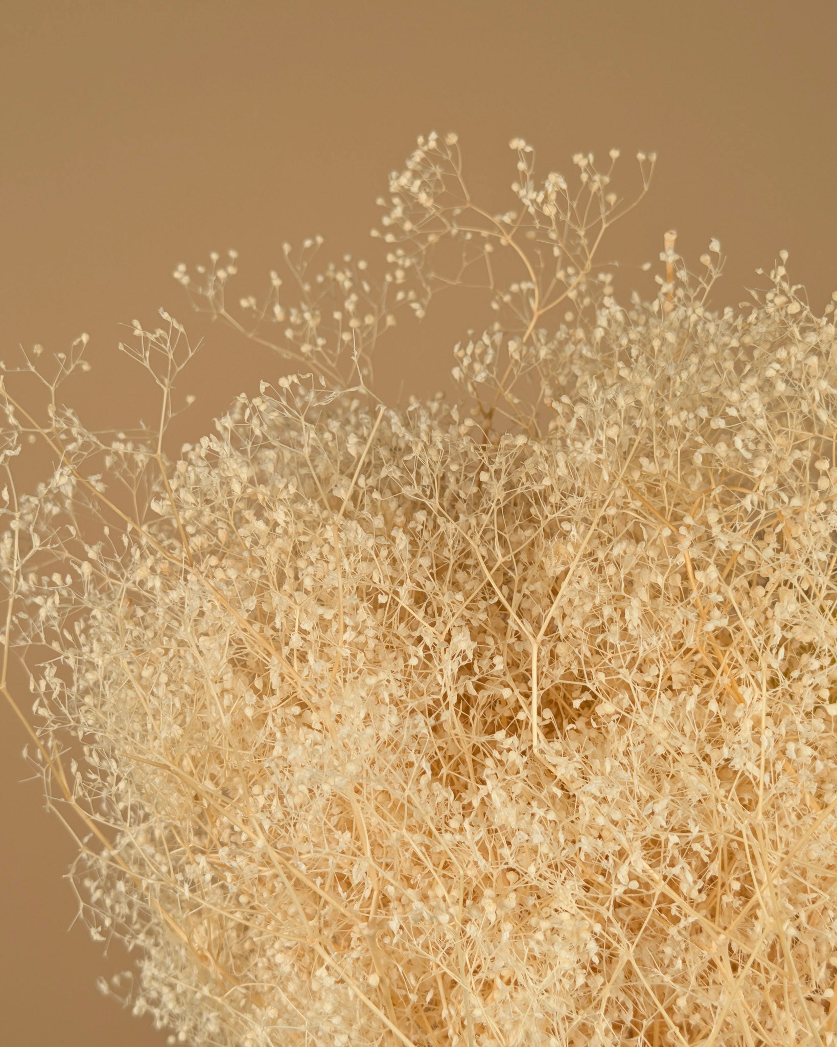 Mini gypsophila bleached dried (gypsum)