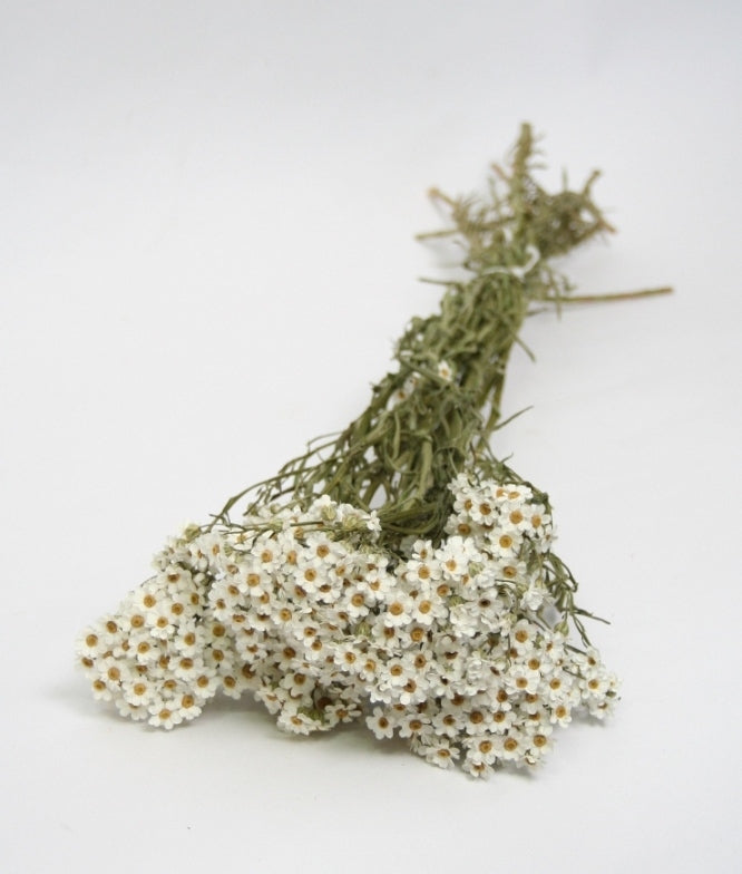 Getrocknetes ixodia weiß