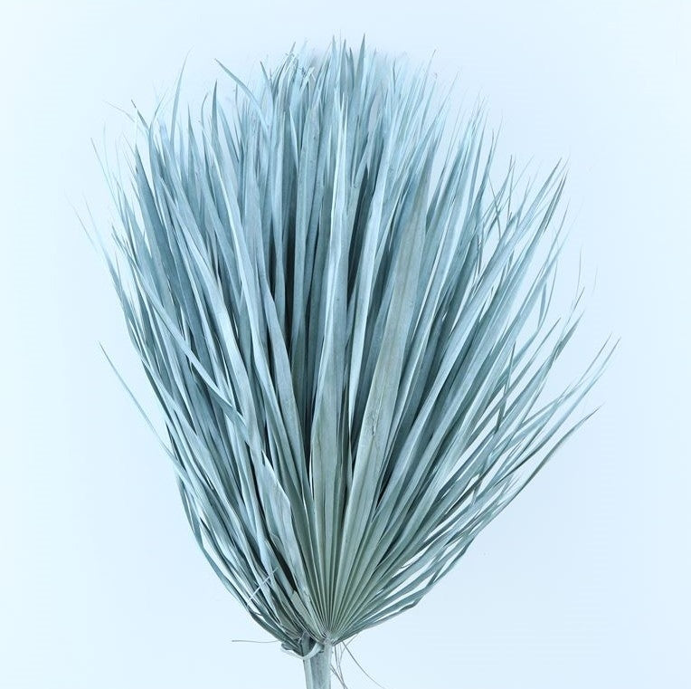 Chamaerops Leaves Large Light Blue Dried