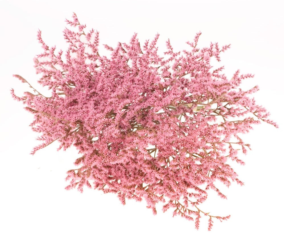 Trockenstatike Tatarica Pink