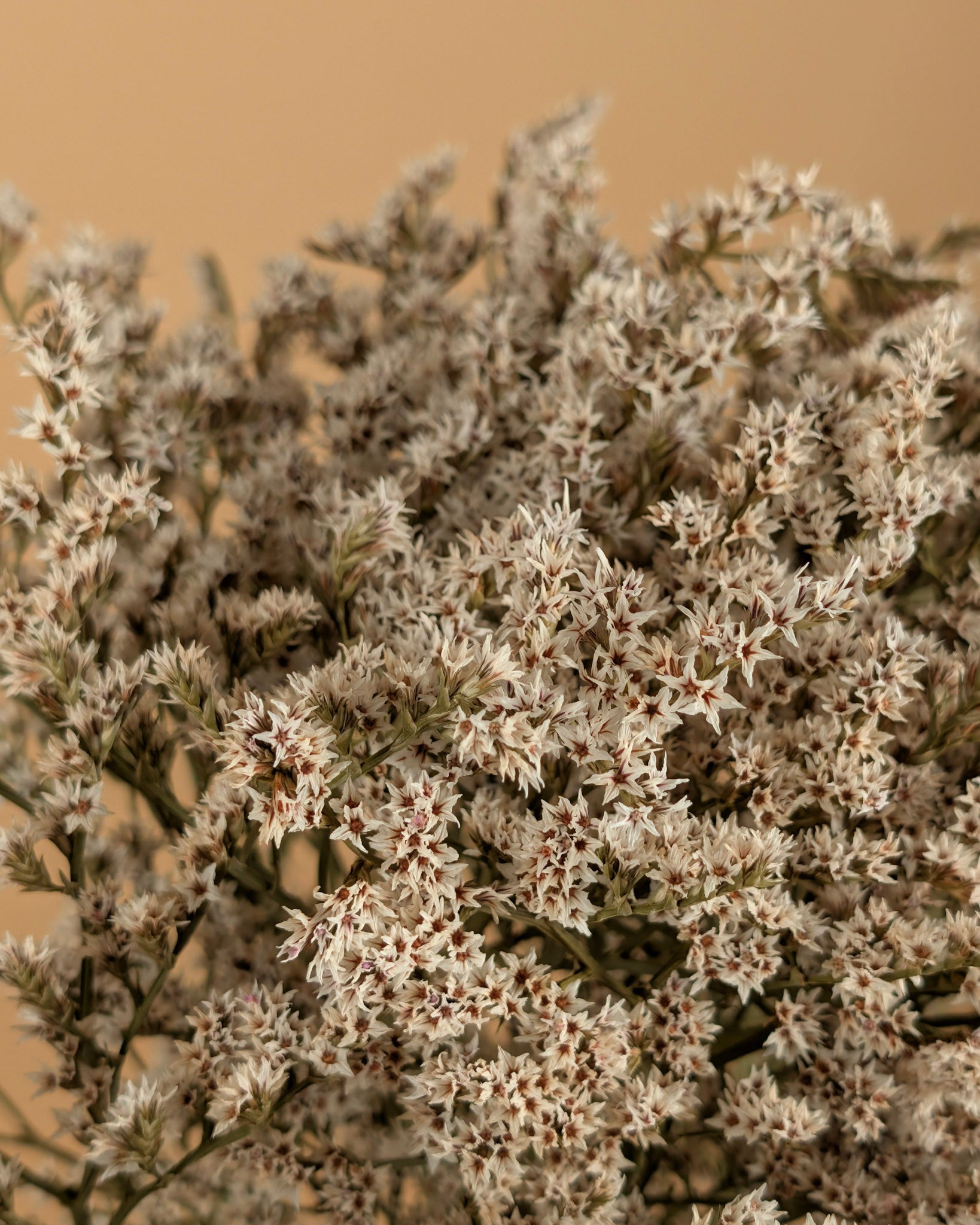 Dried Statice Tatarica White