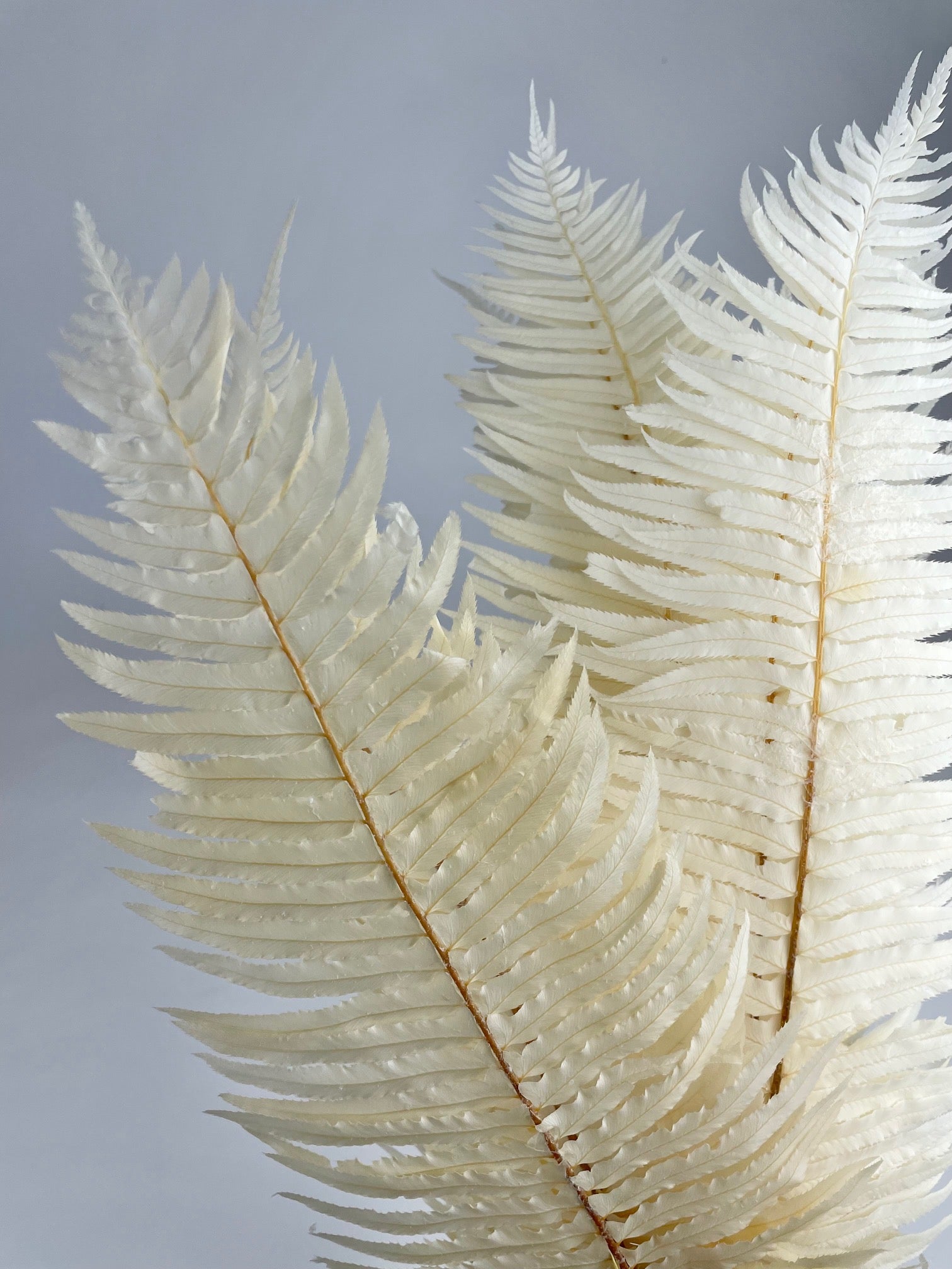 Zwaardvaren gebleekt gepreserveerd