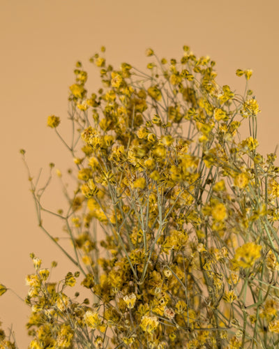 GIPSPRAID (Gypsophilia) painted yellow dried