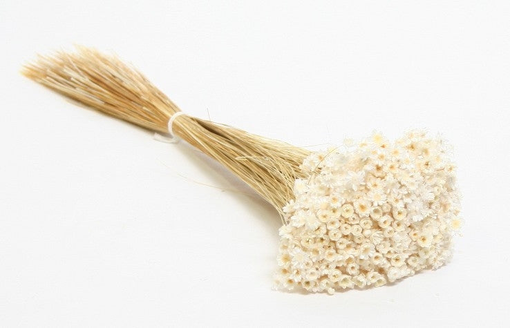 Glixia (fleur d'étoile) blanchie