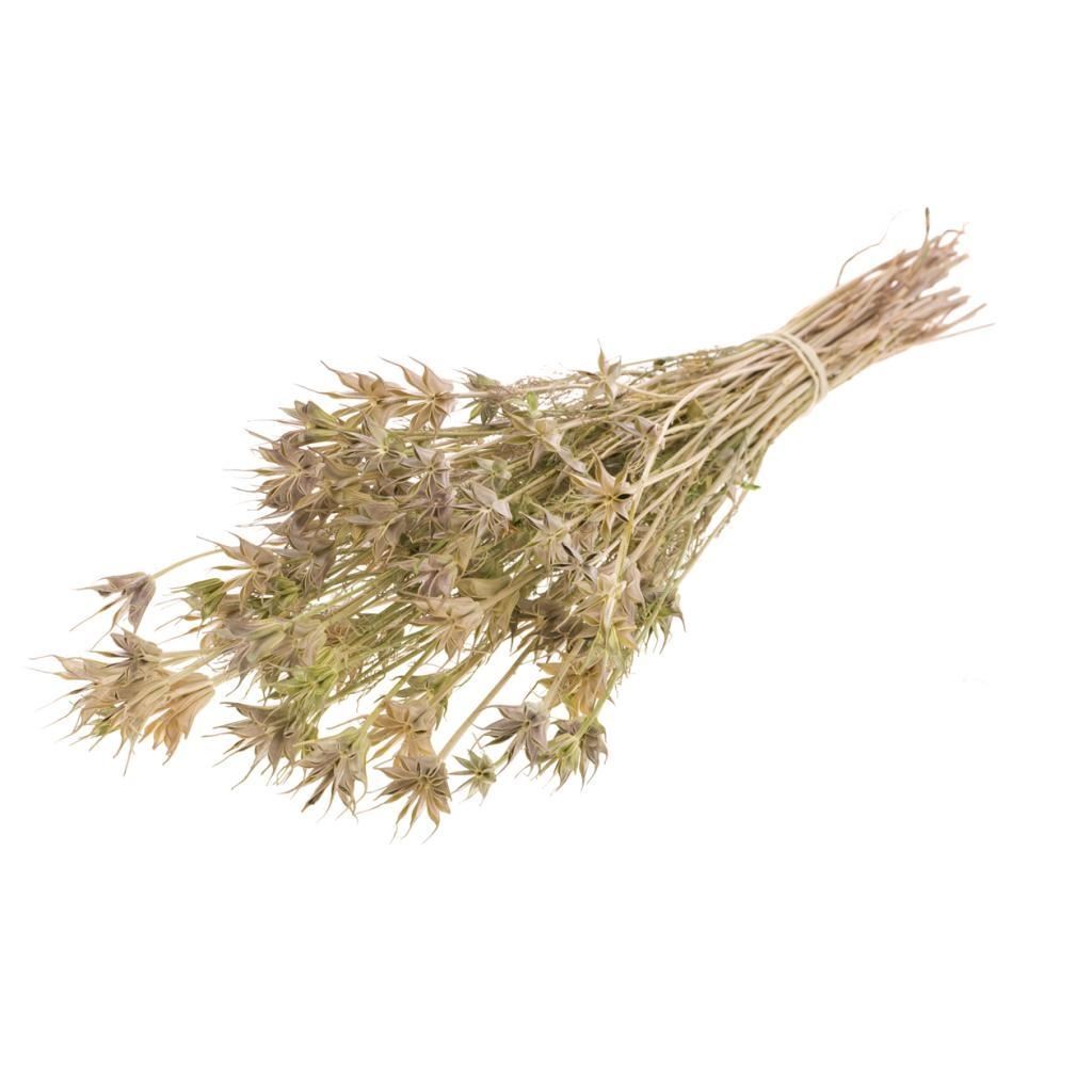 Dried Nigella Orientalis
