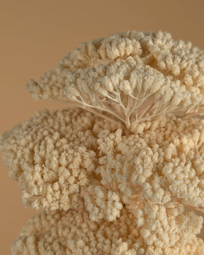 Getrocknete Achillea Parker bleichte gebleicht