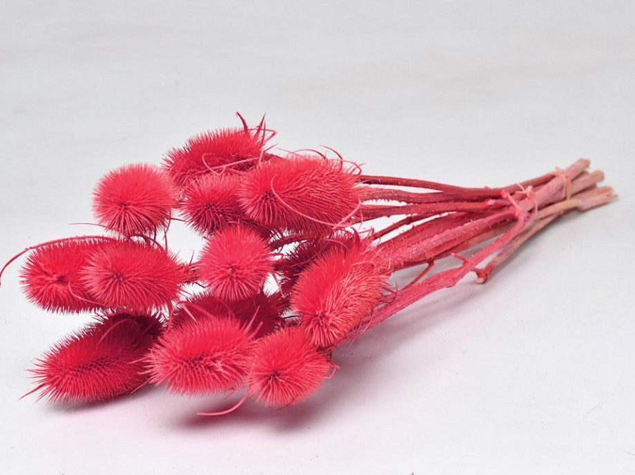 Dried Cardoon Distel Pink Pink