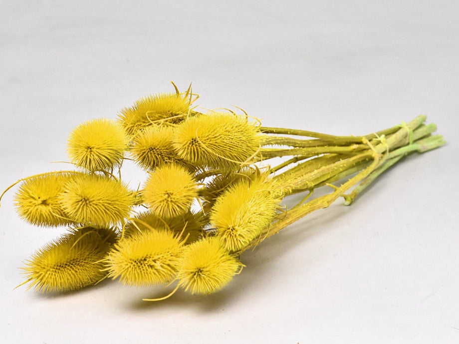 Cardoon séché Distel Jaune peint