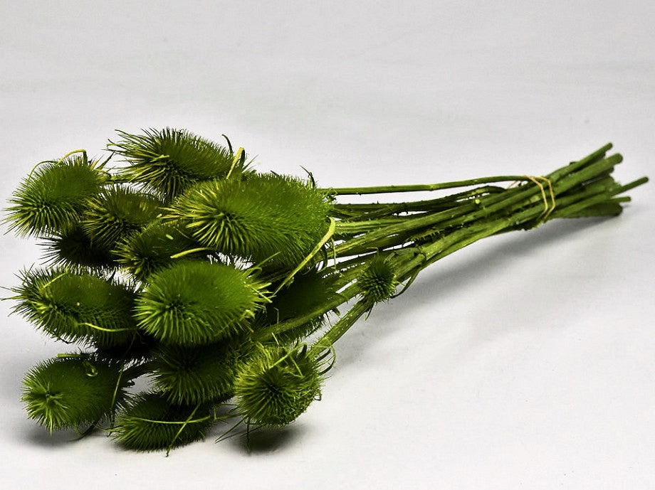 Cardoon séché Disttel peint vert