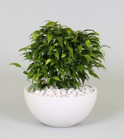 Ficus Benjamina Green Kinky dans un coupé en céramique blanc