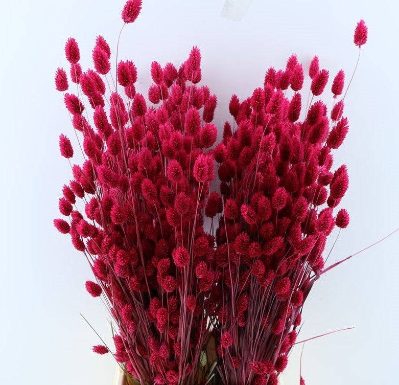 Getrocknete Phalaris farbige Cerise