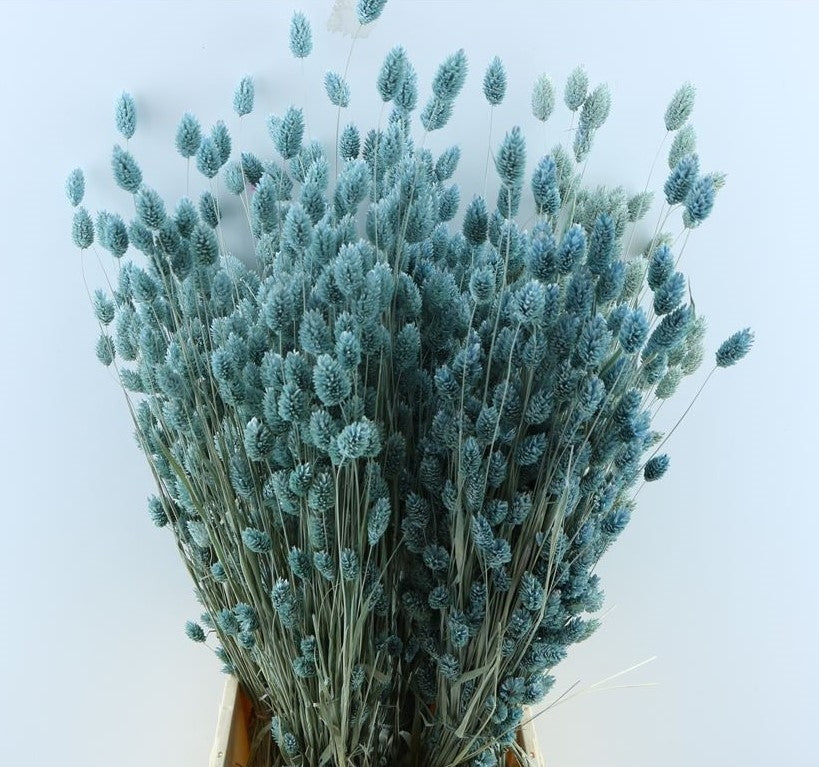 Phalararis séché bleu clair bleu