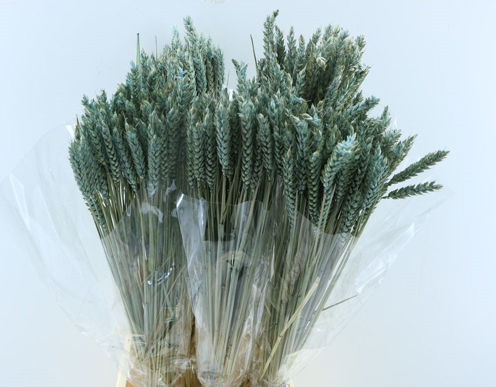 Dried wheat light blue