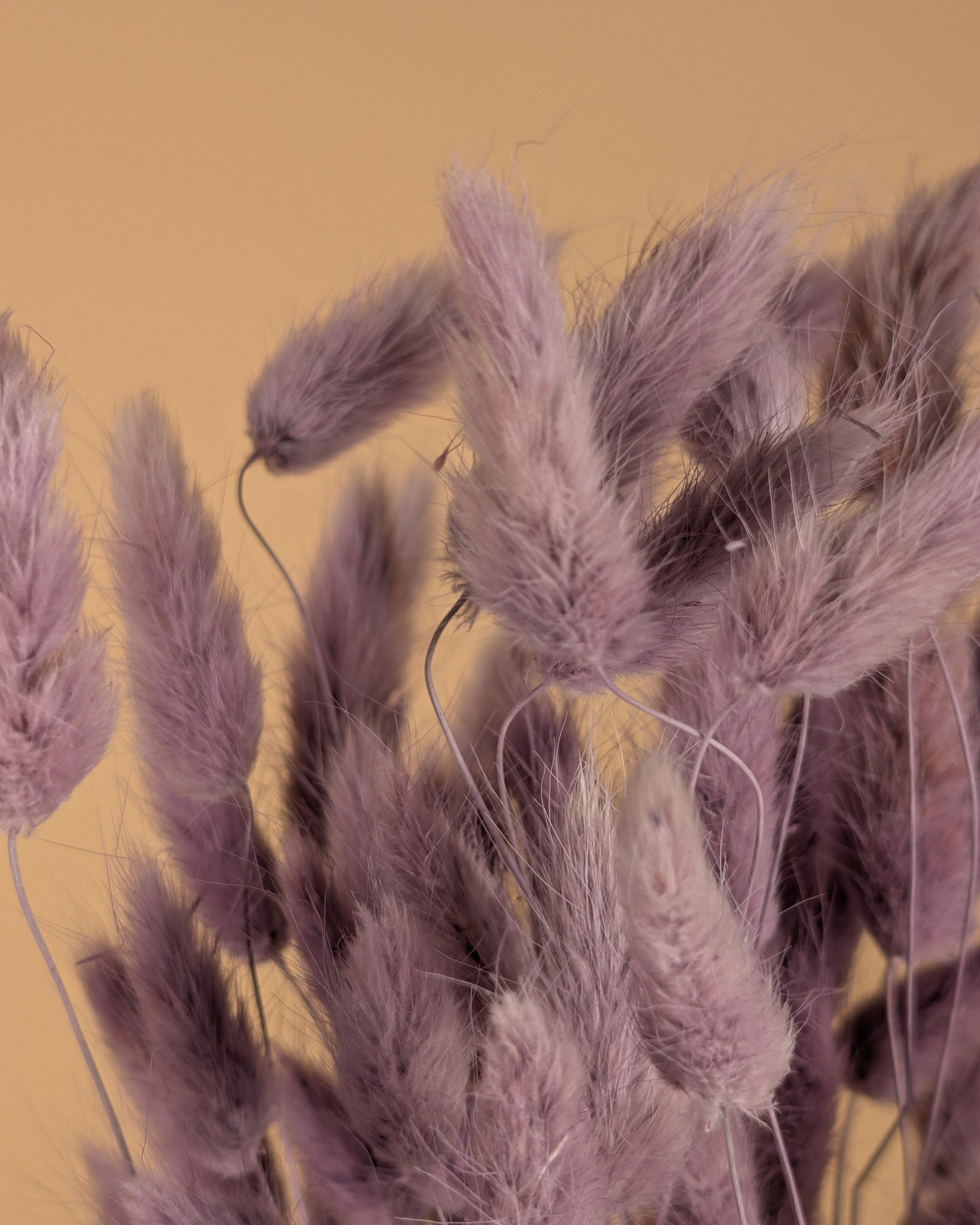 Gedroogde Lagurus ovatus – milka