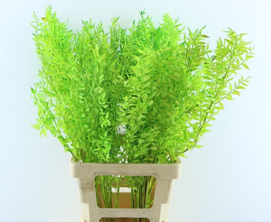 Ruscus peint vert menthe