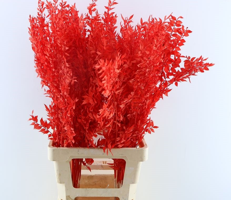 Russcus peint rouge
