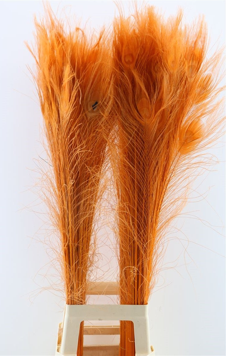 Peacock entspringt mit Augenorange lang