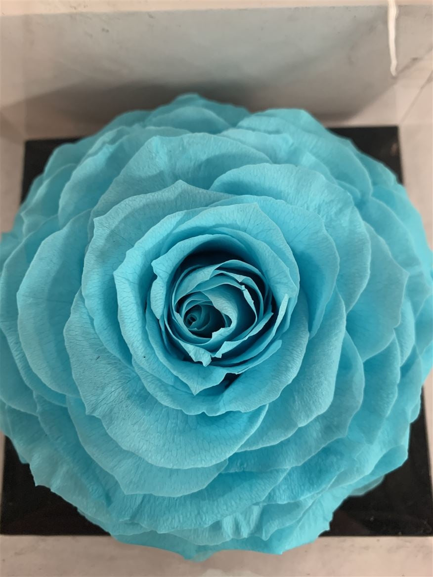 Preserved watercolor rose in a gift box