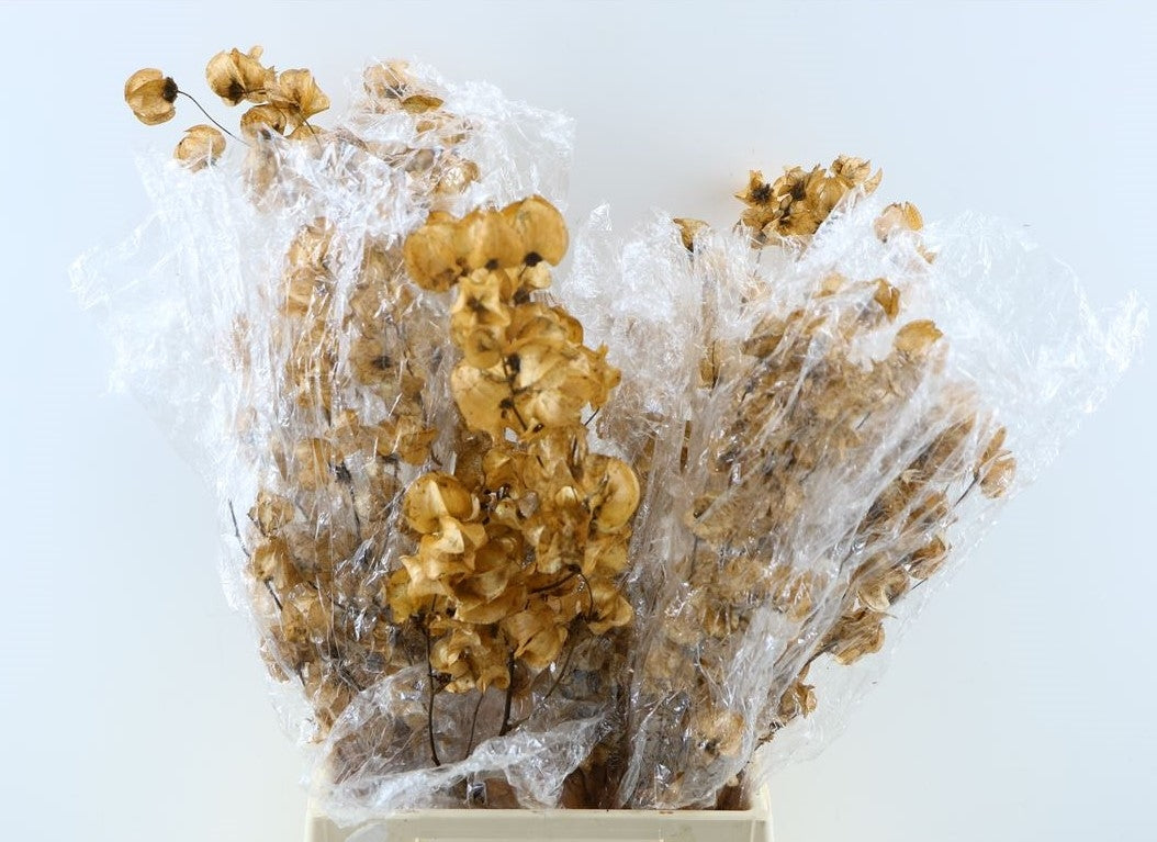 Bougainvillea marron coloré