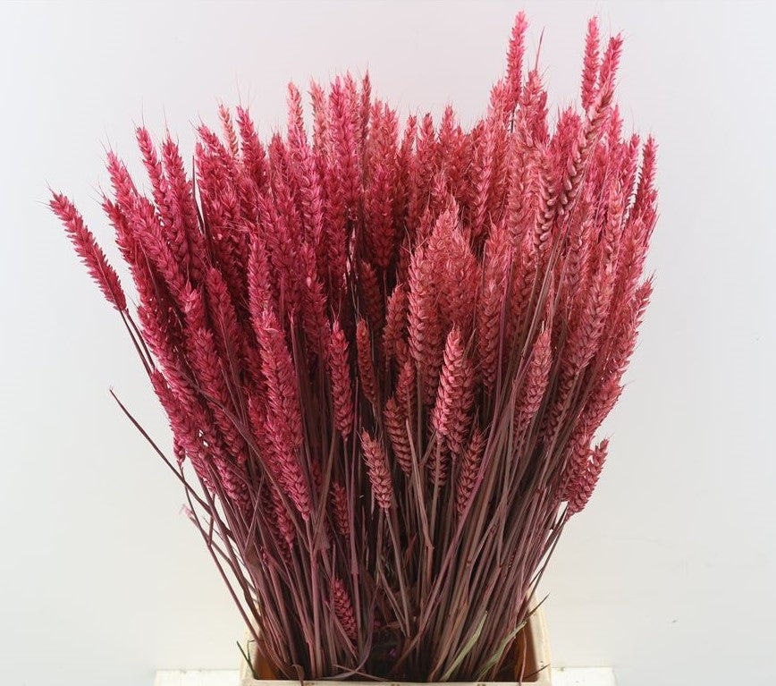 Dried wheat cerise 200 grams