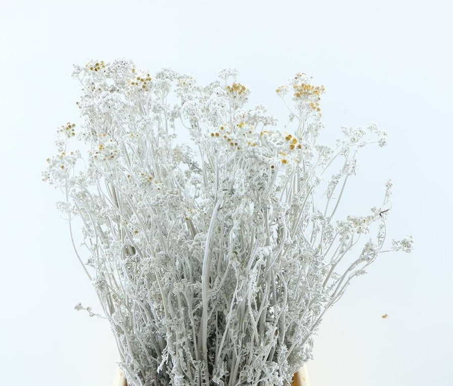 Senecio Martima dried