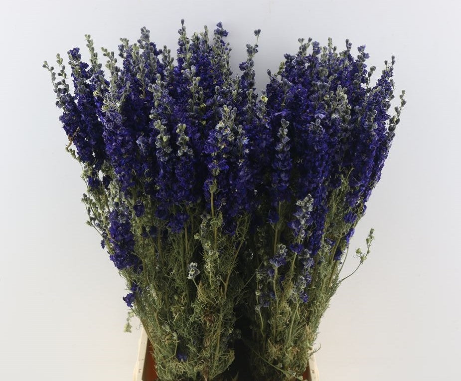 Dried Delphinium Ridderspoor Donker Blue