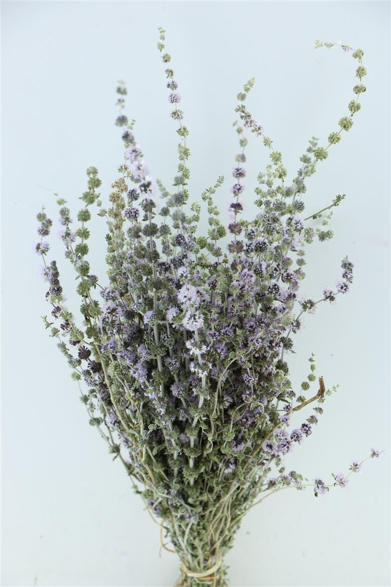 Getrocknetes Polytei Natural Blau