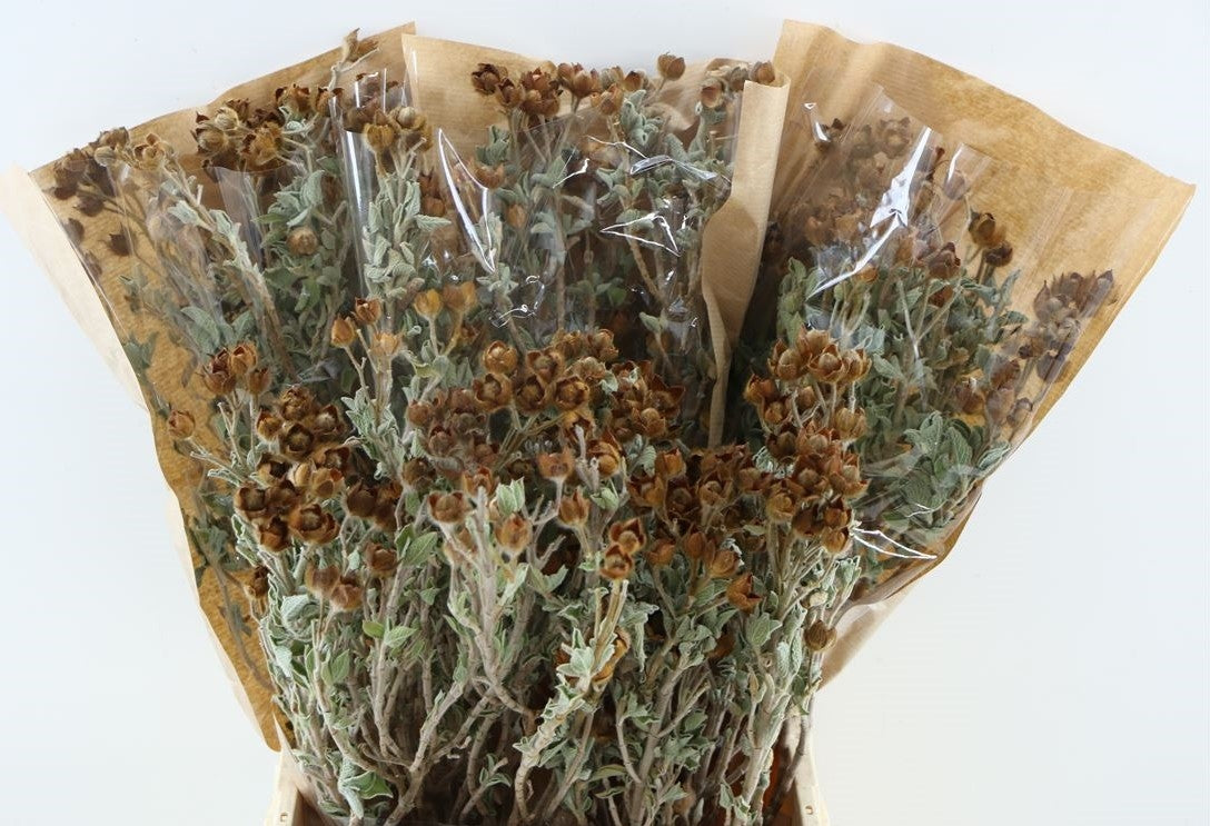 Dried Salvia Rock Rose