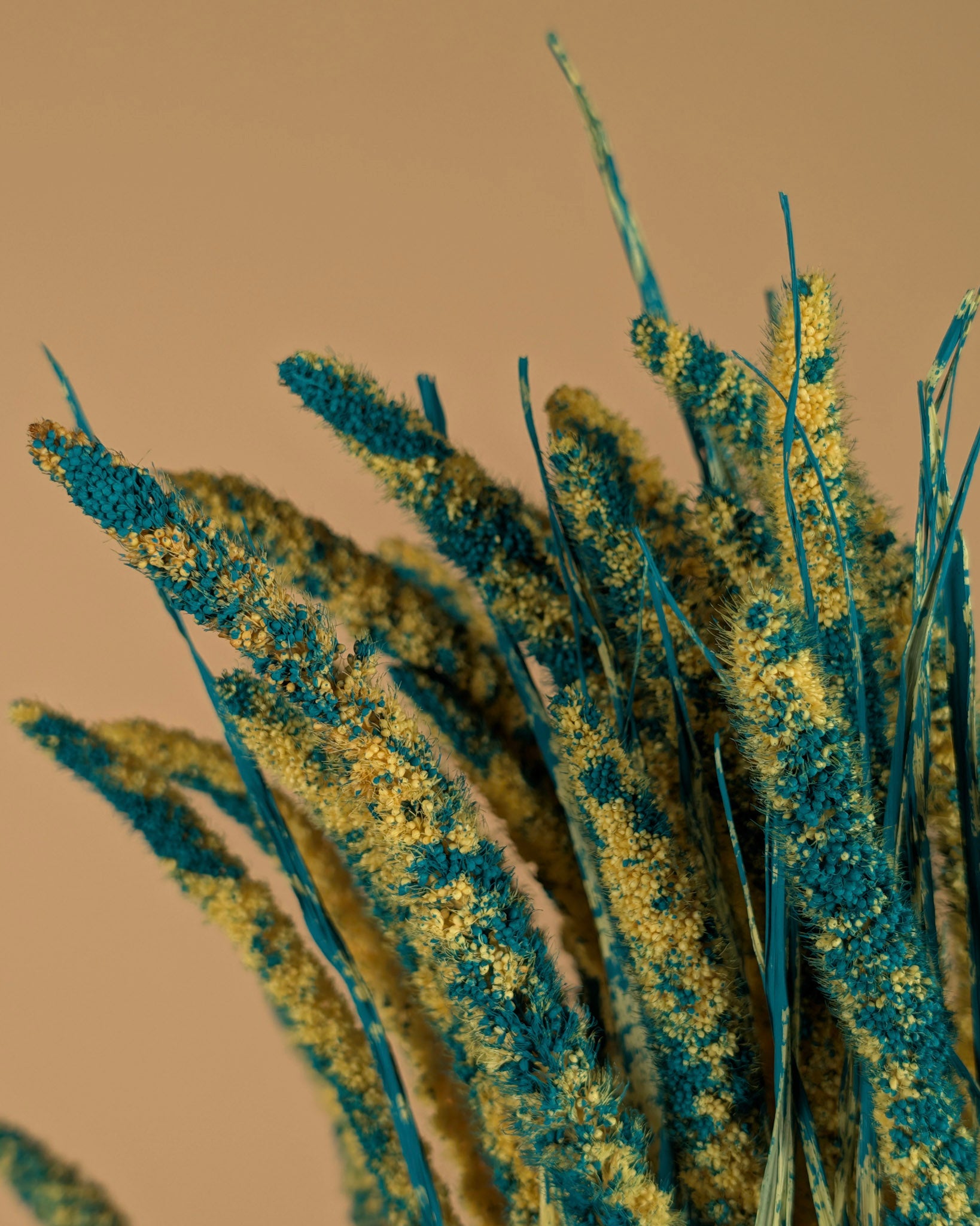 Dried Amaranthus Red