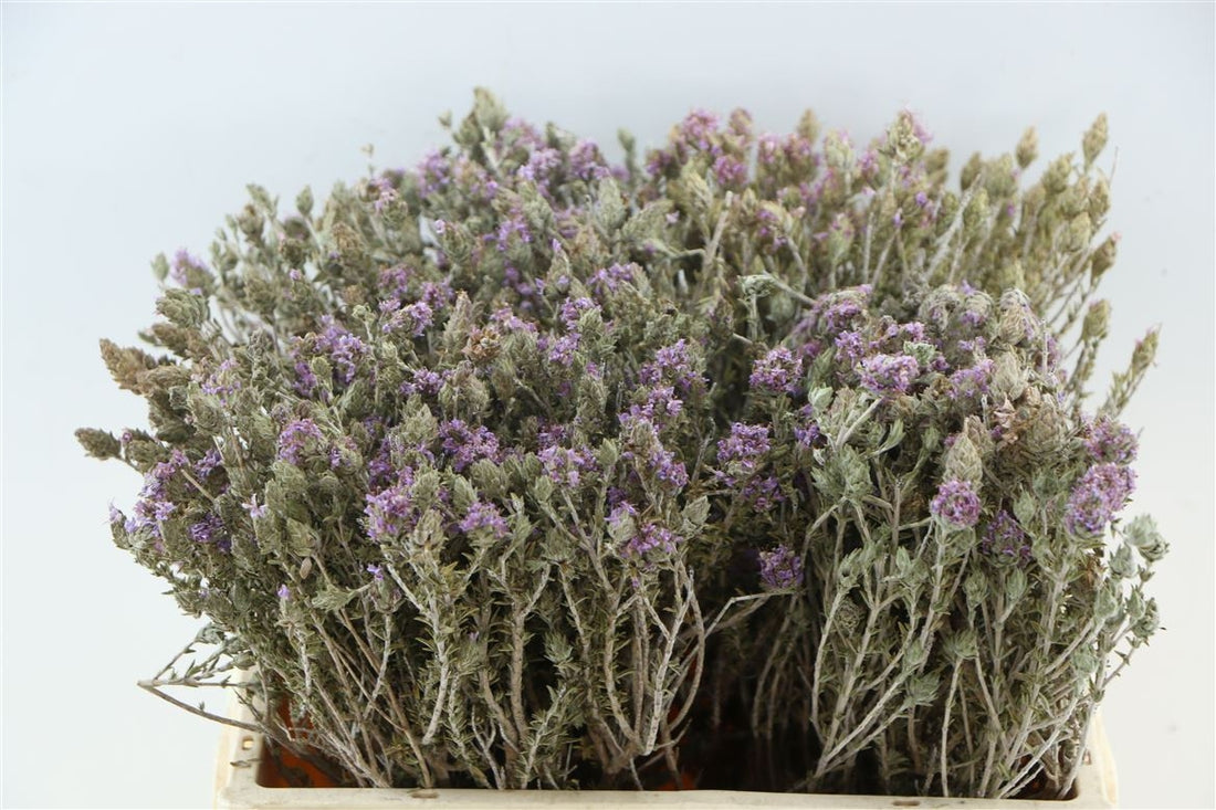 Dried thyme blooming