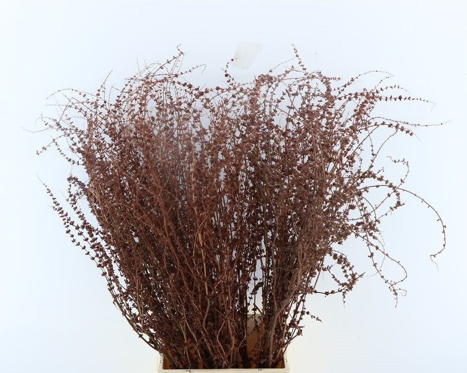 Dried Rumex Obtusifolius (knight sorrel)