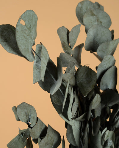 Eucalyptus cinerea préservé