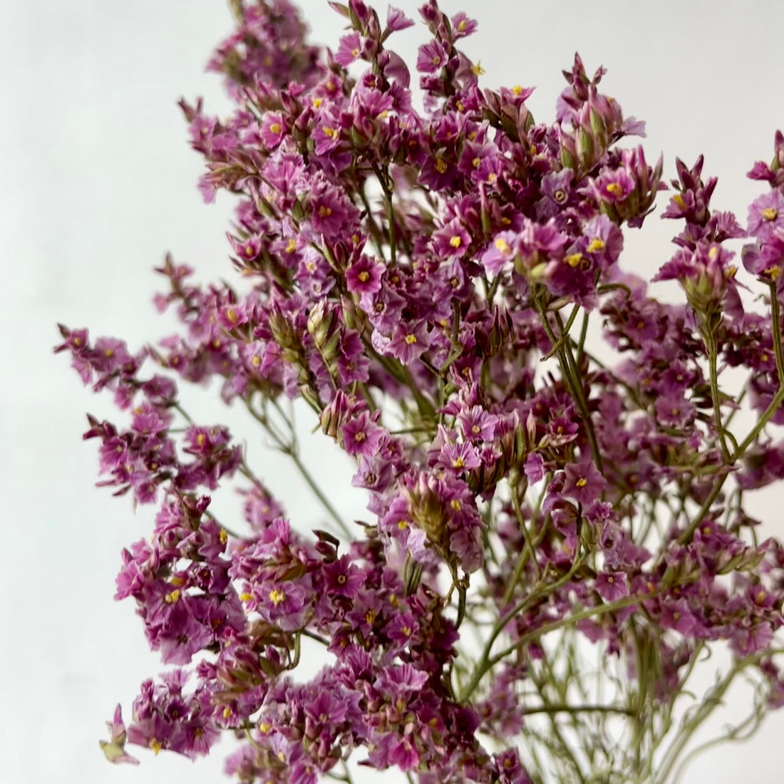 Getrocknetes Limonium -Diamantrosa