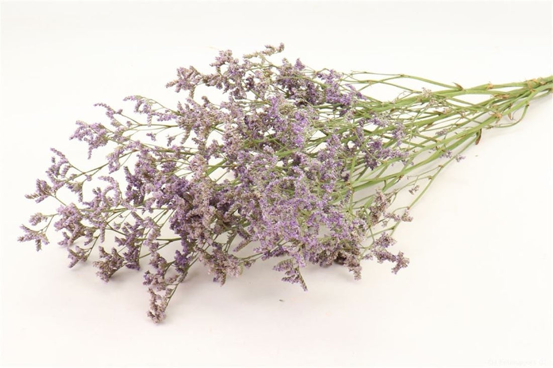 Getrocknetes Limonium Diamant sinensis lila