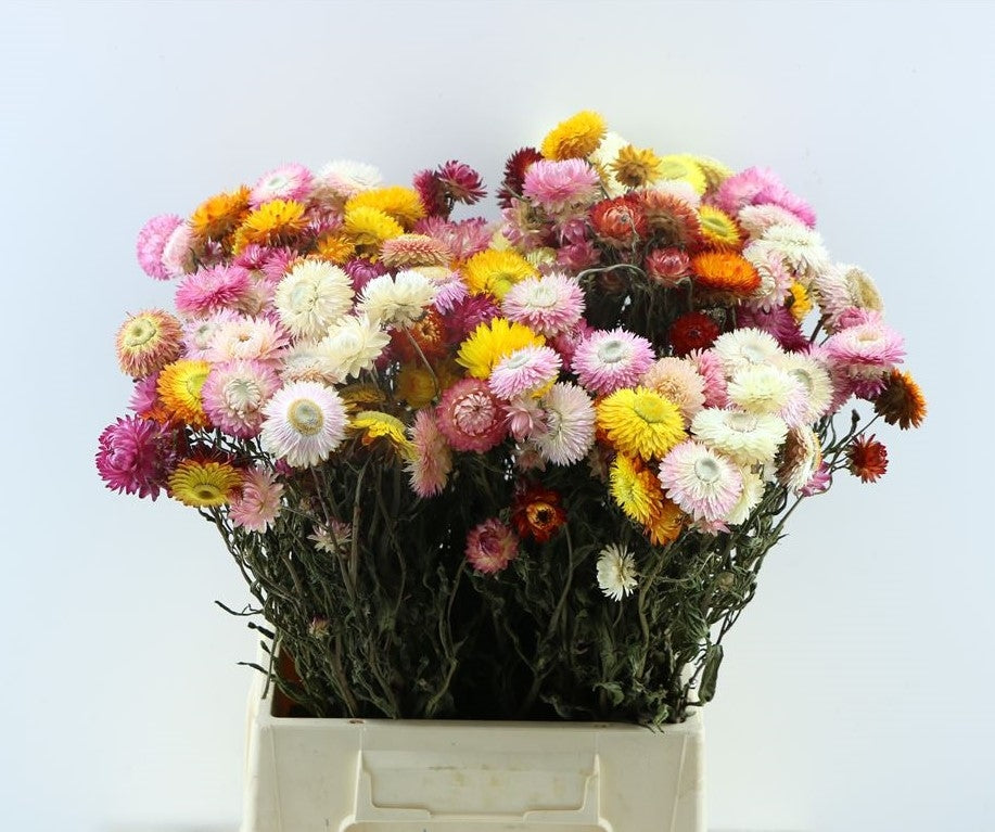 Dried helichrysum mixed in the forest