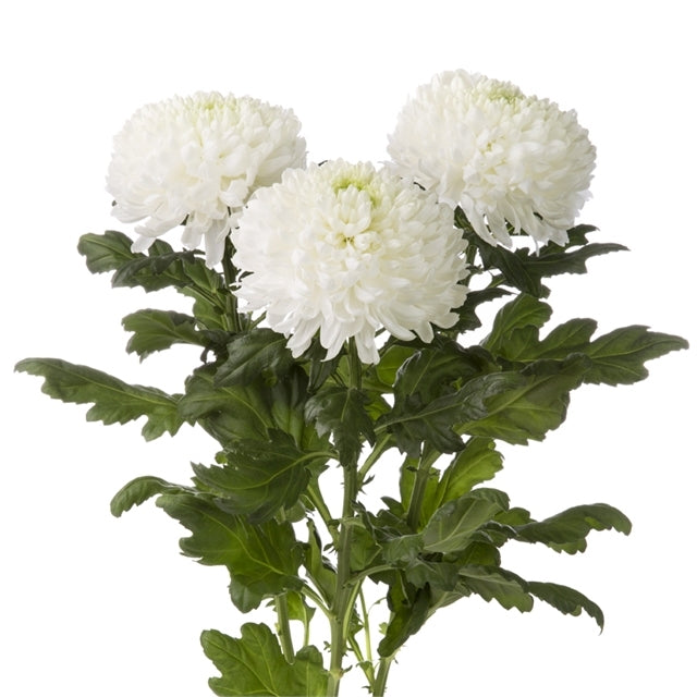 10 chrysanthèmes mono décoratifs en différentes couleurs