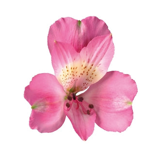 10 Alstroemeria's zwaar van gewicht in diverse kleuren